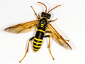 Tenthredo scrophulariae